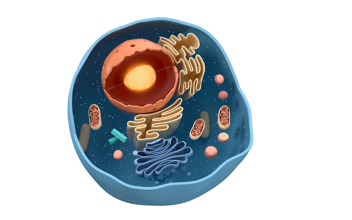 Ilustração da estrutura de uma célula eucarionte