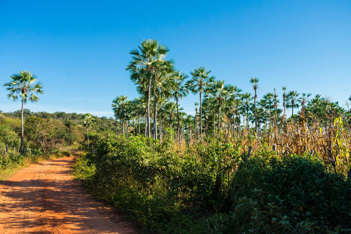 Vista de uma região de mata de cocais, com palmácea do tipo carnaúba.