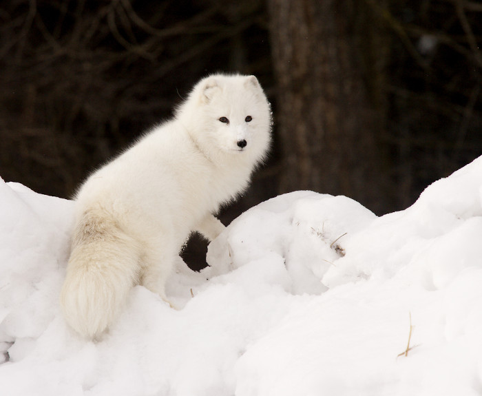 Raposa-do-ártico em ambiente de neve