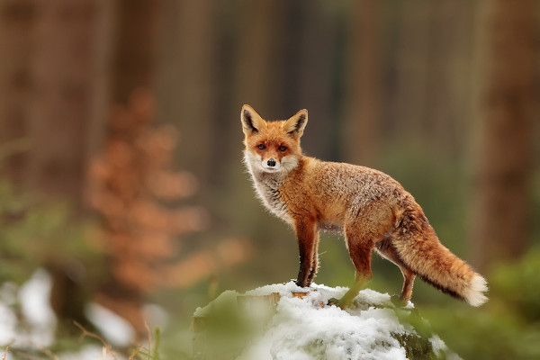 Raposa-vermelha na natureza