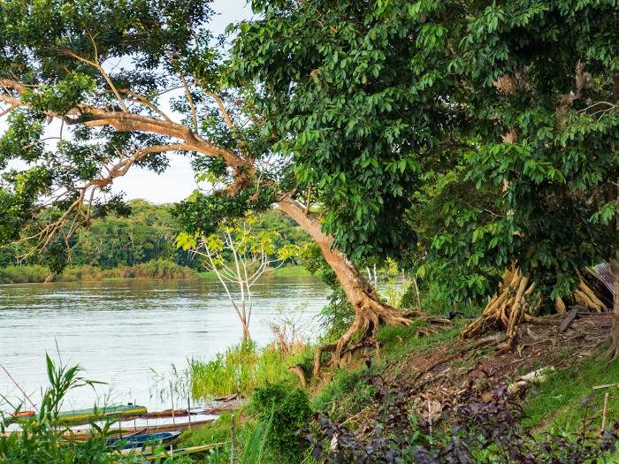 Árvores às margens do rio Javari, no Vale do Javari, na Amazônia. 