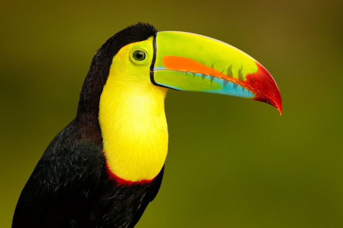 Tucano-de-bico-arco-íris de perfil