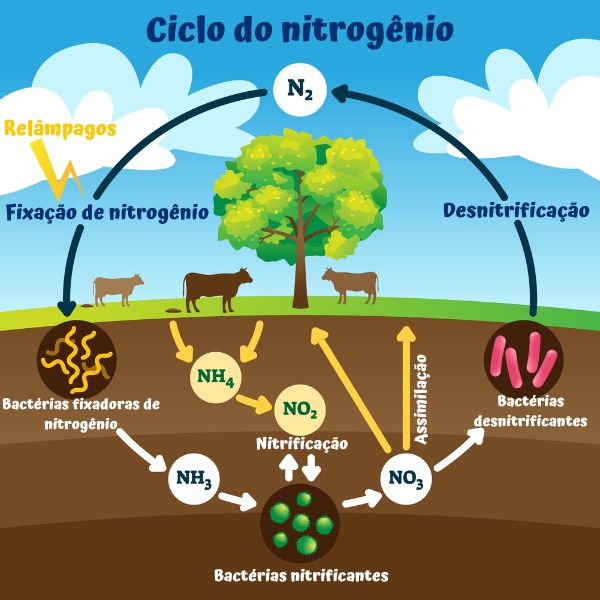  Esquema ilustrado e resumido do ciclo do nitrogênio.
