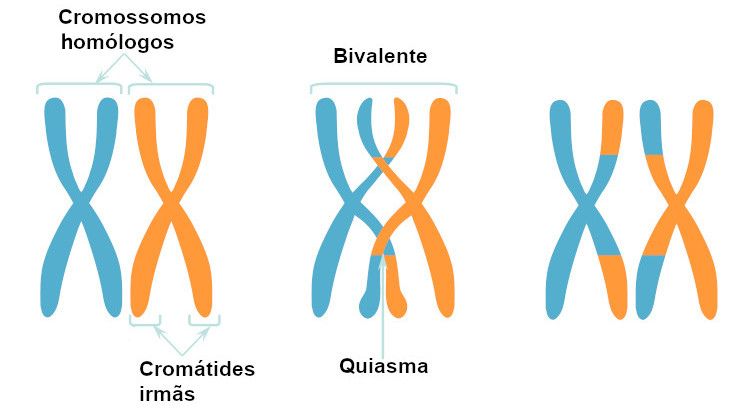 Meiose: definição, etapas, meiose X mitose, resumo - Biologia Net