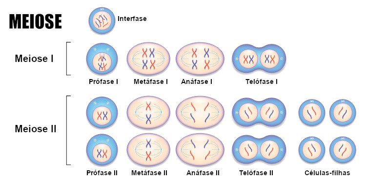 Etapas da meiose