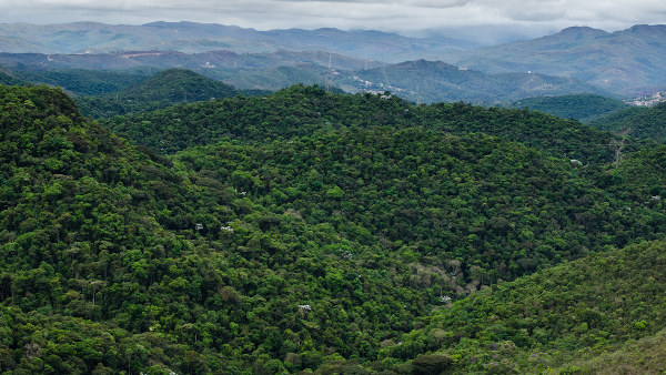 vegetação de altitude – ESPAÇO EM TRANSFORMAÇÃO