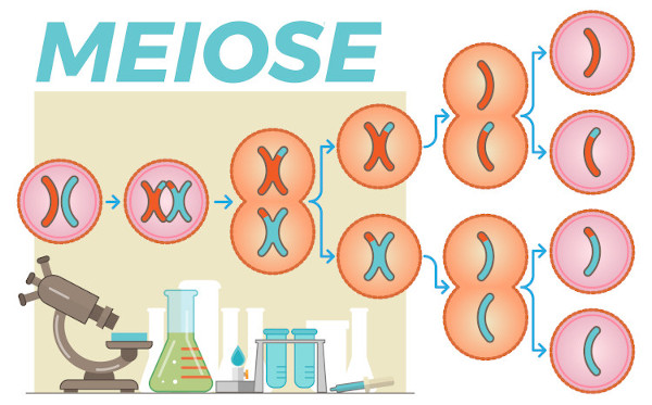 Esquema ilustra a ocorrência da meiose