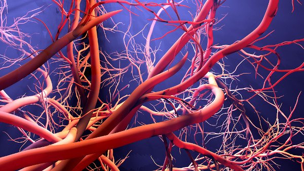 Representação em três dimensões dos vasos sanguíneos.