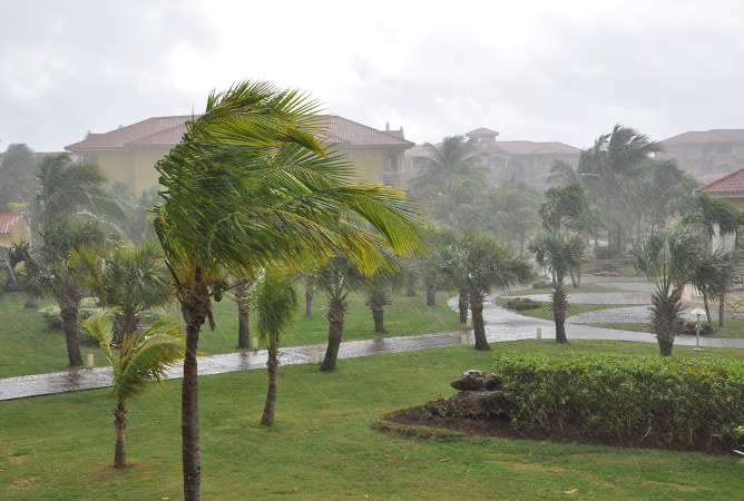 Chuva caindo sobre palmeiras
