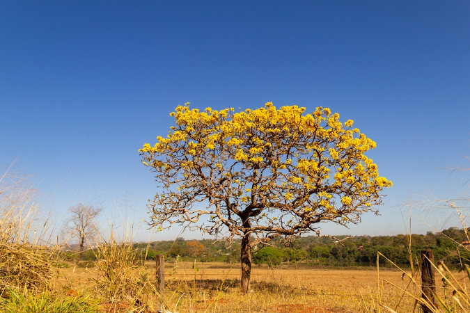 Ipê-amarelo florido, espécie típica do clima tropical úmido e seco.