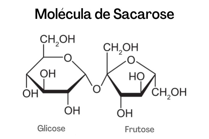Molécula de sacarose formada por unidades de glicose e frutose.