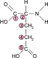 Representação da estrutura química do ácido glutâmico, uma molécula que possui carbono quiral.