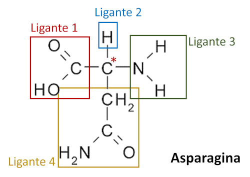 Ilustração apontando o carbono quiral e os ligantes da molécula do aminoácido asparagina.
