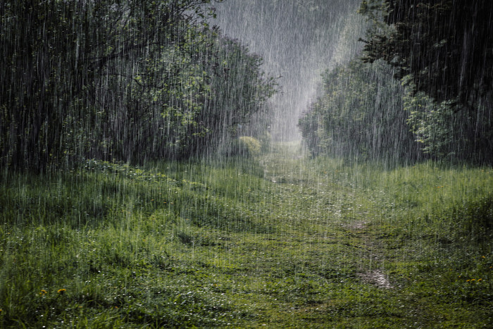  Chuva em um ambiente de vegetação, um dos principais agentes do intemperismo químico.