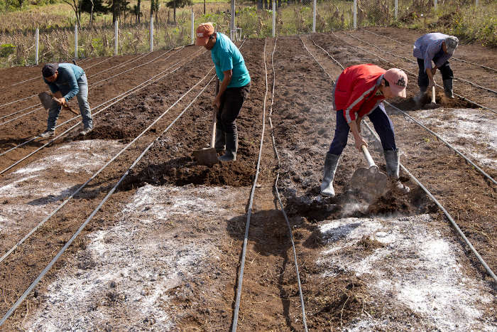 Trabalhadores aplicando óxido de cálcio para correção do pH do solo.