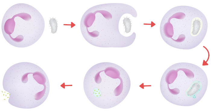 Representação de uma célula do sistema imunológico realizando a fagocitose. Ela acolhe o agente estranho e depois o elimina.
