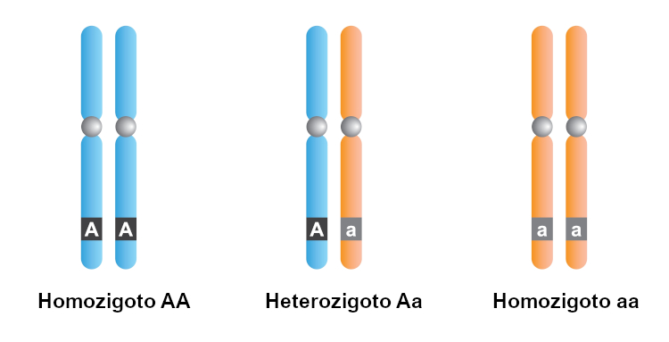 Representação de pares de alelos homozigotos e heterozigotos.