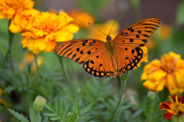 Simetria nas asas abertas de uma borboleta em repouso.
