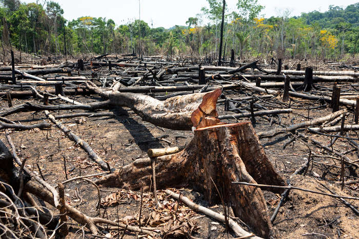 Área desmatada representando um dos possíveis impactos ambientais gerados pelo extrativismo.