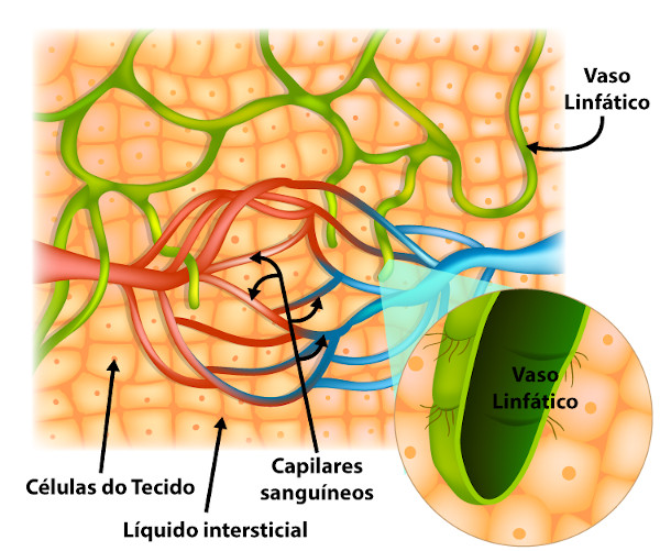 Vasos capilares e linfáticos pelos quais passa o fluido intersticial para se tornar a linfa.