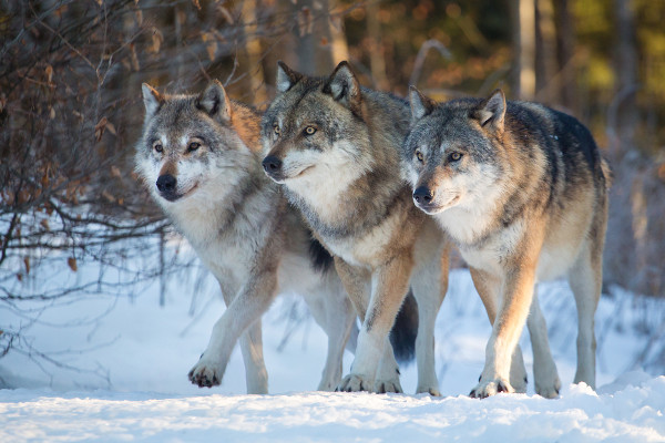 Três lobos andando juntos em um ambiente com neve, exemplos de animais que vivem em zonas de clima continental. 