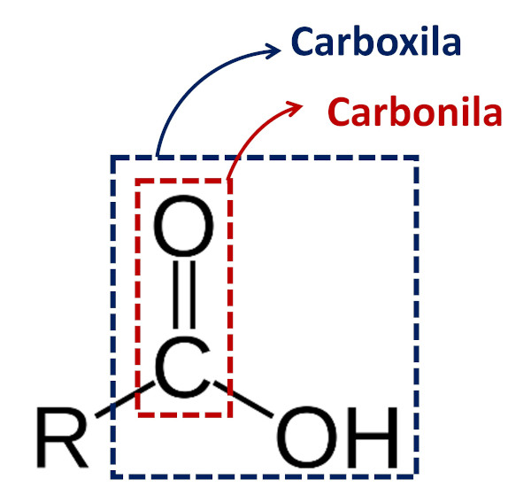 Esquema ilustrativo mostra a diferença entre carbonila e carboxila.