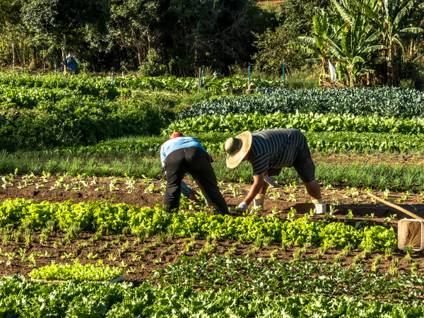  Pessoas trabalhando em uma horta em um contexto de agricultura familiar, na cidade de Marília, no estado de São Paulo.