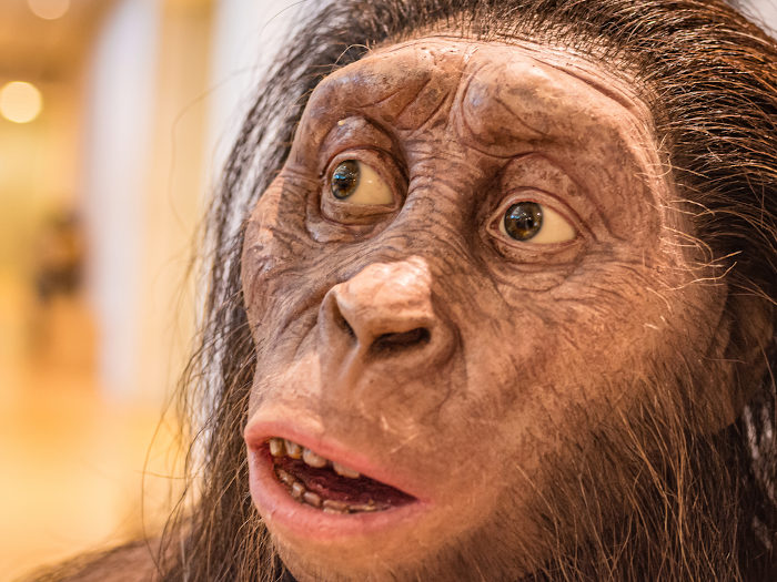 Representação do rosto de um Australopithecus afarensi, espécie que antecedeu ao Homo sapiens.