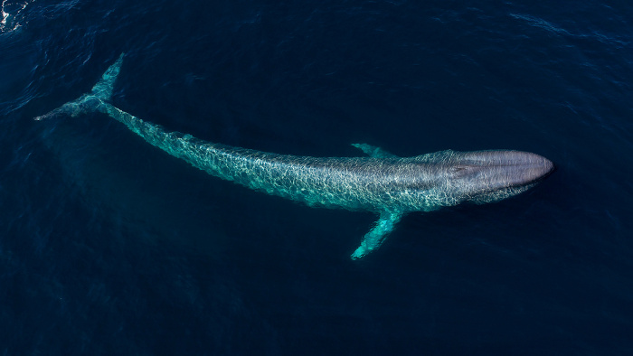 Vista de cima de uma baleia-azul próxima à superfície da água.