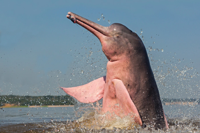 Boto-cor-de-rosa visto na superfície da água.