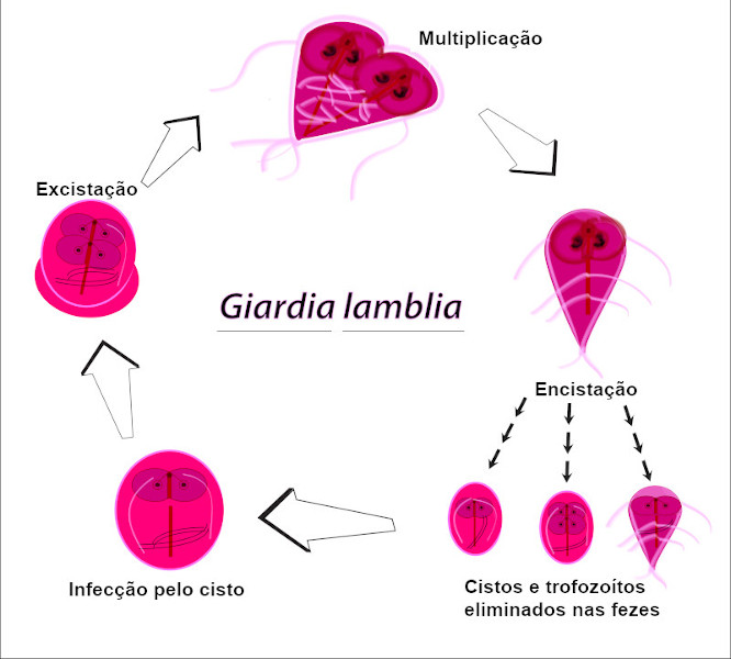 Esquema ilustrativo sobre o ciclo de vida da Giardia.