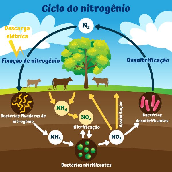 Ilustração representando o ciclo do nitrogênio, ciclo biogeoquímico do qual participam os íons nitrato.