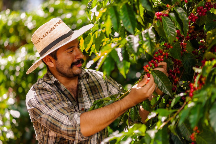 Homem colhendo café em plantação.