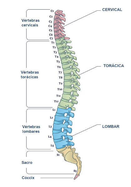 Ilustração dos ossos do corpo humano que formam a coluna vertebral.