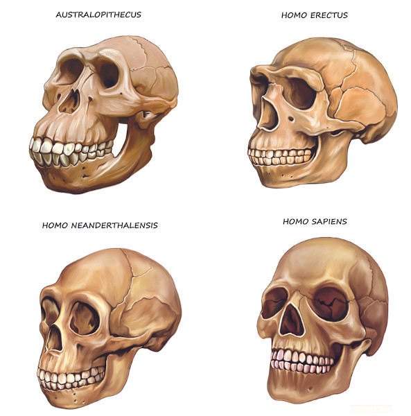 Ilustração dos crânios do Australopithecus, do Homo erectus, do Homo neanderthalensis e do Homo sapiens.