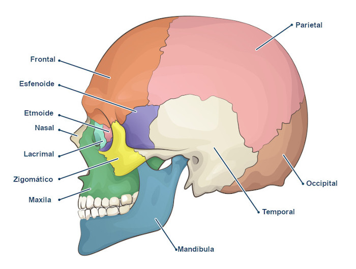 Ilustração dos ossos do corpo humano localizados no crânio e na face.