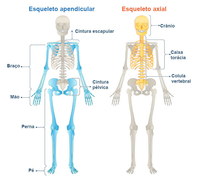 Ilustração do esqueleto apendicular e do esqueleto axial, duas porções em que se dividem os ossos do corpo humano.