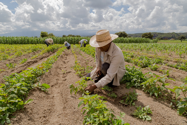 Grupo de pessoas cultivando amaranto em um contexto de agricultura familiar.
