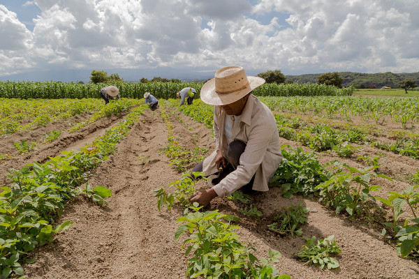 O que é agricultura? - Brasil Escola