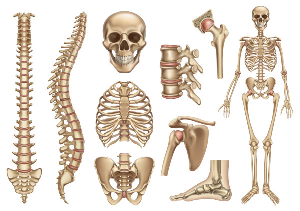 Ilustração dos ossos do corpo humano.