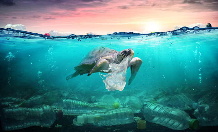  Tartaruga nadando junto de resíduos plásticos e garrafas, em águas poluídas pelo lixo.