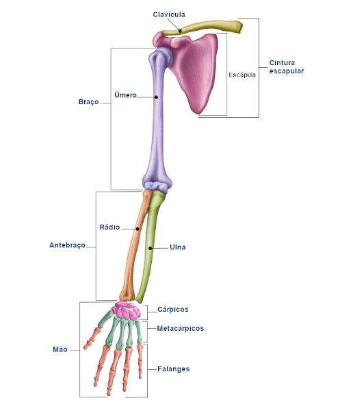 Ilustração dos ossos do corpo humano que formam os membros superiores.