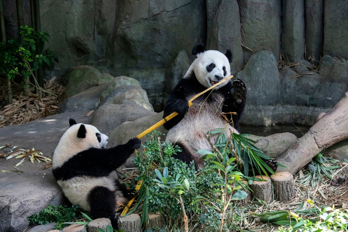  Pandas-gigantes comendo bambu em um ambiente com pedras e folhagens.