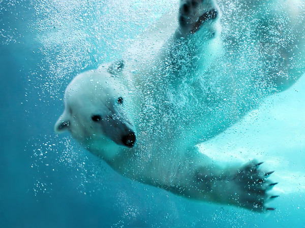 Urso-polar submerso na água, um animal em extinção.