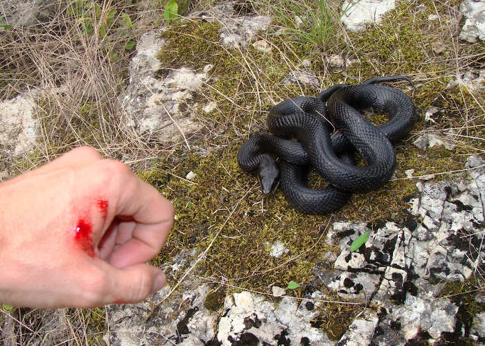 Mão humana com lesão feita por uma serpente peçonhenta; próxima a ela, a serpente enrolada no chão. 