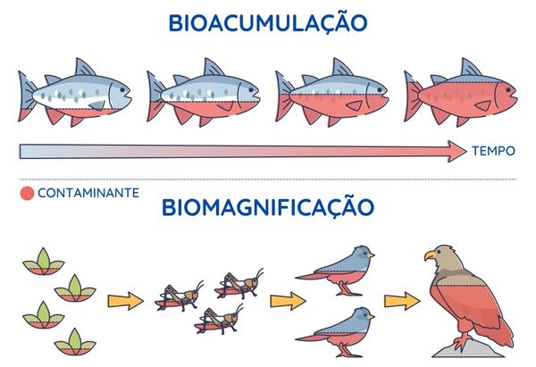 Ilustração representando a bioacumulação e a biomagnificação que são sofridas pelo mercúrio.