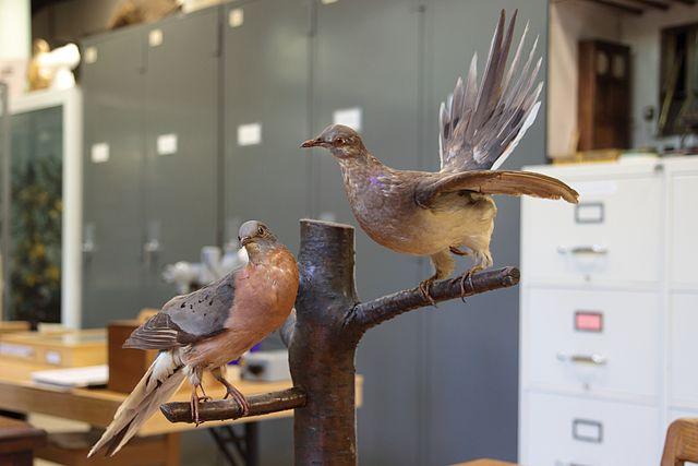 Um casal de pombos-viajantes empalhados. O último registro da espécie é de 1900. Crédito da imagem: Wikimedia Commons.