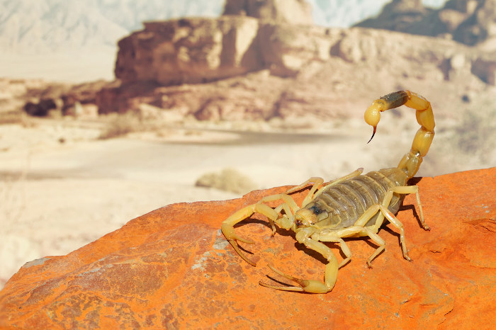 Escorpião no deserto com ferrão levantado, um tipo de animal peçonhento.