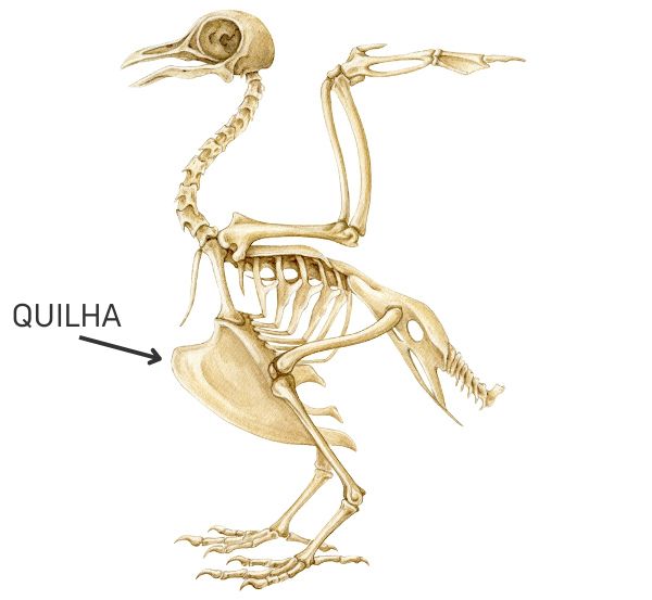  Ilustração do esqueleto das aves.