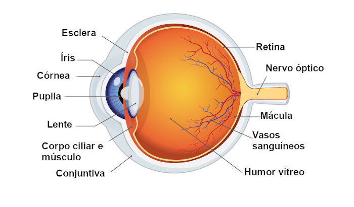 Ilustração das partes do olho humano.